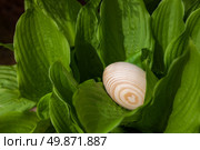 Easter egg in the leaves of the tree hosts. Close-up, outdoors. Стоковое фото, агентство Ingram Publishing / Фотобанк Лори
