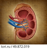 Human kidney on a grunge texture as a medical diagram with a cross section of the inner organ and adrenal gland as a health care and medical illustration of the anatomy of the urinary system. Стоковое фото, агентство Ingram Publishing / Фотобанк Лори