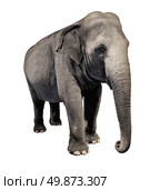 Elephant animal isolated on a white background in a three quarter view as an icon of wisdom and intelligence with a huge african wilderness pachyderm symbol of nature and conservation from Africa or Asia. Стоковое фото, агентство Ingram Publishing / Фотобанк Лори