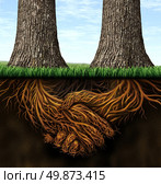 Strong foundation as a business concept of stability and loyalty with two trees with roots under ground in the shape of hands shaking as a symbol of agreement and merging forces together for success. Стоковое фото, агентство Ingram Publishing / Фотобанк Лори