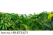 Jungle Border as a horizontal tropical plant design element with ferns and palm tree leaves found in southern hot climates as south America  Hawaii and Asia isolated on white. Стоковое фото, агентство Ingram Publishing / Фотобанк Лори