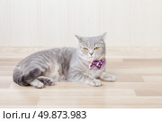 gray striped cat lies on the floor with a beautiful bow at the neck. Стоковое фото, агентство Ingram Publishing / Фотобанк Лори