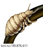 Hair lice louse parasite on a single folicle as a close up of the wingless insect living on the hair of human heads as a medical concept  of a future danger of infestation of parasitic nits or eggs that will hatch. Стоковое фото, агентство Ingram Publishing / Фотобанк Лори