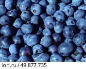 Blueberries blue fruit background for a natural and healthy eating concept as a blueberry nature symbol of a health focused lifestyle with fresh berry food that is high in vitamins and antioxidants. Стоковое фото, агентство Ingram Publishing / Фотобанк Лори