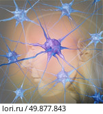 Human neuron cells in the brain as a medical symbol representing psychology and the science of neurology research in finding treatment for mental health diseases as alzheimer dementia and autism. Стоковое фото, агентство Ingram Publishing / Фотобанк Лори