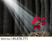 Great potential business metaphor with an old dark forest of tall trees and a young red leaf sapling emerging out of the ground as a symbol of future growth and hope for the future as an icon of investment growth and conservation of nature. Стоковое фото, агентство Ingram Publishing / Фотобанк Лори