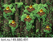 Global retirement investment financial concept as an old forest with a growing green vine shaped as a world map with a group of golden egg nest as a metaphor for diversified investing globally. Стоковое фото, агентство Ingram Publishing / Фотобанк Лори