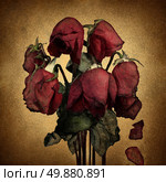 Lost love and broken heart emotions concept with wilted dying red roses and falling petals on old parchment grunge texture as a symbol of grief and sadness from relationship failure and romance rejection. Стоковое фото, агентство Ingram Publishing / Фотобанк Лори