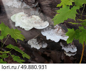 Natural herbal medicine health care symbol as a rotting log in a forest with tree mushrooms or fungi in the shape of a human head growing as a community for healthy natural living. Стоковое фото, агентство Ingram Publishing / Фотобанк Лори