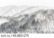 Beautiful Snowfall winter landscape with snow covered trees. Стоковое фото, агентство Ingram Publishing / Фотобанк Лори