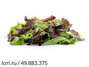 Salad mix with rucola, frisee, radicchio and lamb’s lettuce. Isolated on white background. Стоковое фото, агентство Ingram Publishing / Фотобанк Лори