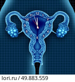 Biological clock ticking concept with a time piece over human uterus and ovaries as a fertility metaphor for the stress of making a baby versus the reproductive age of a woman. Стоковое фото, агентство Ingram Publishing / Фотобанк Лори