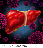 Human liver cancer organ as a medical symbol of a malignant tumor red cell disease as a cancerous growth spreading through the digestive system by alcohol and other environmental toxic reasons. Стоковое фото, агентство Ingram Publishing / Фотобанк Лори