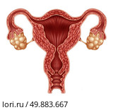 Uterus and ovaries with fallopian tubes as a human female reproduction concept isolated on a white background as a symbol of fertility and reproductive system health. Стоковое фото, агентство Ingram Publishing / Фотобанк Лори