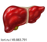 Human liver body part isolated on a white background with the gall bladder as a medical health care concept of the digestive system anatomy and vital organ for digestion functions as detoxification through the healthy gland. Стоковое фото, агентство Ingram Publishing / Фотобанк Лори