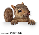 Cute squirrel hanging over a blank banner sign with copy space as a friendly cute furry rodent character gripping a billboard signage for advertising and marketing as a message from animal wildlife or backyard critters. Стоковое фото, агентство Ingram Publishing / Фотобанк Лори