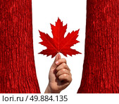 Canadian autumn concept as a hand holding a red maple leaf between two red tree trunks isolated on a white background as a symbol of Canada and the environment. Стоковое фото, агентство Ingram Publishing / Фотобанк Лори
