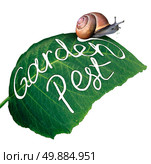 Garden pest symbol and gardening problem as a snail eating and destroying a green leaf with an eaten chewed hole with a  message of pests in agriculture and vermin destruction to plants. Стоковое фото, агентство Ingram Publishing / Фотобанк Лори