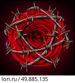 Forbidden love concept as a red rose wrapped with dangerous barbed wire fence as a chastidy or prohibited sexual contact metaphor and restricted access to feelings emotion or passion resulting in loneliness and depression. Стоковое фото, агентство Ingram Publishing / Фотобанк Лори