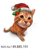 Cute christmas cat or holiday celebration feline pet on a white background as an orange tabby kitty with a smile in forced perspective as a symbol of pets and veterinary health during winter holidays. Стоковое фото, агентство Ingram Publishing / Фотобанк Лори