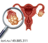 Ovaries concept and uterus with fallopian tubes as a magnification close up of a human female reproduction illustration on a white background as a symbol of fertility and reproductive system health. Стоковое фото, агентство Ingram Publishing / Фотобанк Лори
