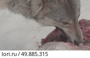 Волк серый, животное грызёт мясо, звери разрывают добычу, Canis lupus. Стоковое видео, видеограф Дмитрий Якубович / Фотобанк Лори