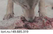 Волк серый, животное грызёт мясо, звери разрывают добычу, Canis lupus. Стоковое видео, видеограф Дмитрий Якубович / Фотобанк Лори