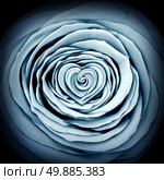 Innocence rose concept and love idea as a white flower design element shaped as a circle with a heart shape inside as a symbol and icon for friendship or valentines desire and expression of affection or wedding passion. Стоковое фото, агентство Ingram Publishing / Фотобанк Лори