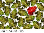 Individuality concept as a group of green frogs with one individual red frog as a business symbol for leadership and independent thinking and attitude as a different nonconformist rebel thinker. Стоковое фото, агентство Ingram Publishing / Фотобанк Лори