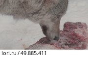 Волк серый, животное грызёт мясо, звери разрывают добычу, Canis lupus. Стоковое видео, видеограф Дмитрий Якубович / Фотобанк Лори