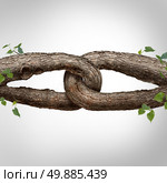 Strong chain concept connected as two different tree trunks tied and linked together as an unbreakable chain as a trust and faith metaphor for dependence and reliance on a trusted partner for support and strength. Стоковое фото, агентство Ingram Publishing / Фотобанк Лори
