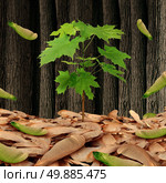 Seed concept as a group of maple leaf tree seeds on a forest floor with one individual sapling growing high as a business metaphor and life symbol for being successful competing against a large crowd. Стоковое фото, агентство Ingram Publishing / Фотобанк Лори