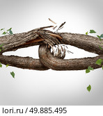 Broken chain concept and disconnected symbol as two different tree trunks tied and linked together as weak fragile,links breaking and losing trust or faith metaphor as separation and divorce or broken relationship. Стоковое фото, агентство Ingram Publishing / Фотобанк Лори