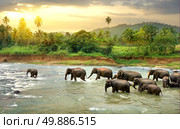 Herd of elephants walking in a jungle river. Стоковое фото, агентство Ingram Publishing / Фотобанк Лори