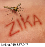Zika disease concept as a virus risk symbol with a dangerous illness carrying mosquito forming text on human skin that represents the danger of transmitting infection through bug bites resulting in zika fever. Стоковое фото, агентство Ingram Publishing / Фотобанк Лори