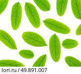 Isolated green leaf of tree. Element of design. . Стоковое фото, агентство Ingram Publishing / Фотобанк Лори