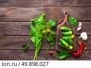 ingredients for pickling cucumbers. Стоковое фото, агентство Ingram Publishing / Фотобанк Лори