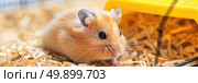 A hamster is munching on something in its cage, focusing on its meal with curiosity and instinctual behavior. Стоковое AI-изображение, AI-художник Данила Большаков / Фотобанк Лори