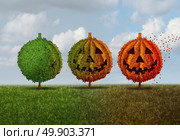 Halloween season concept as a green tree transforming into an orange jack o lantern autumn leaves plant as a seasonal fall symbol for a festive celebration of trick or treat time and thanksgiving with 3D illustration elements. Стоковое фото, агентство Ingram Publishing / Фотобанк Лори