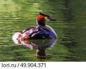 Чомга (Большая поганка) с птенцами на спине. Стоковое фото, фотограф Головкова Елена / Фотобанк Лори