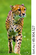 Majestic cheetah striding gracefully across lush green terrain in slow motion. Стоковое AI-видео, аниматор Владимир Федоров / Фотобанк Лори