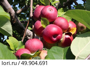 Apple orchard fruit cluster of red ripe apples in a bountiful bunch on a tree branch as an agricultural harvest of fresh natural food from an orchard. Стоковое фото, агентство Ingram Publishing / Фотобанк Лори