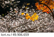 autumn background Red leave with sakura in Obara Nagoya Japan. Стоковое фото, агентство Ingram Publishing / Фотобанк Лори