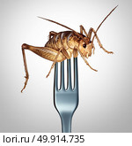 Eating insects and to eat bugs as exotic cuisine and alternative high protien nutrition food as a fork in a cricket insect as a symbol for entomophagy with 3D illustration elements. Стоковое фото, агентство Ingram Publishing / Фотобанк Лори