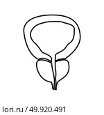 The prostate gland and bladder icon . Стоковая иллюстрация, агентство Ingram Publishing / Фотобанк Лори
