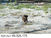 funny dog. Стоковое фото, агентство Ingram Publishing / Фотобанк Лори