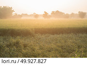 morning in paddy rice field, Thailand. Стоковое фото, агентство Ingram Publishing / Фотобанк Лори