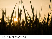 morning in paddy rice field, Thailand. Стоковое фото, агентство Ingram Publishing / Фотобанк Лори