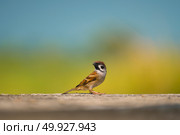 Eurasian Tree Sparrow, Passer montanus. Стоковое фото, агентство Ingram Publishing / Фотобанк Лори
