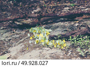 butterfly on the natural ground, tropical forest in Thailand. Стоковое фото, агентство Ingram Publishing / Фотобанк Лори